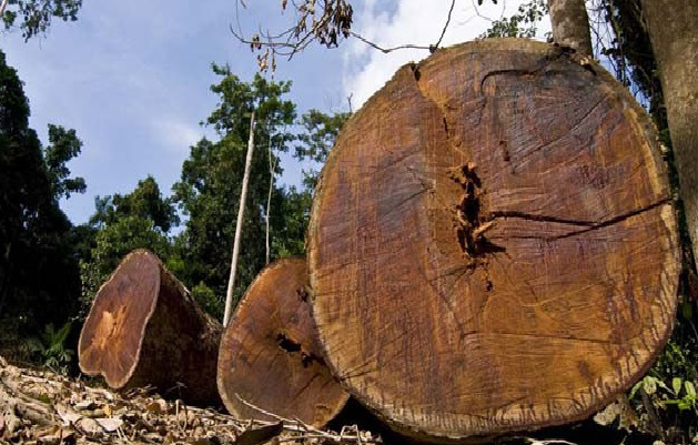 Image result for Mozambique faces race against time to end illegal logging