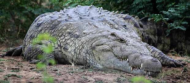 Image result for zambezi river crocs