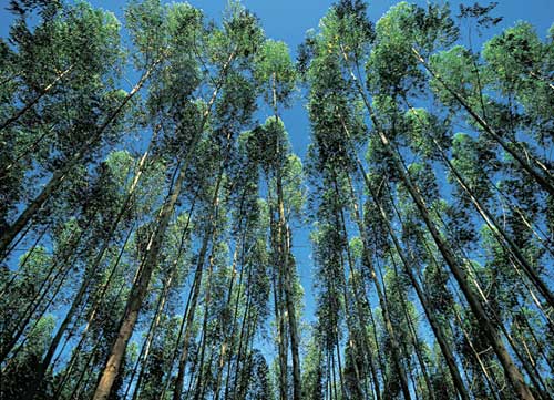 DNU_eucalyptus_plantation_source_continuingeducation_17072014