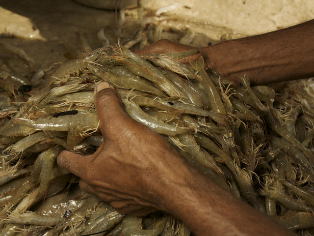 Mhoje_shrimpwwf_photo_jpg