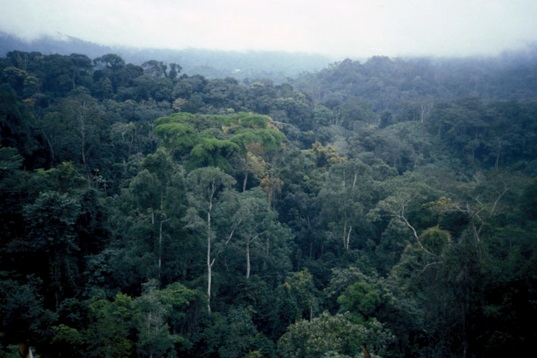 angola_maiombe_forest