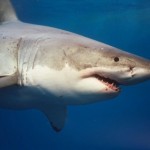authorities_shark_hunt_inhambane