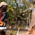 clubofmoz_forestry_reform