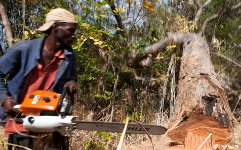 clubofmoz_forestry_reform