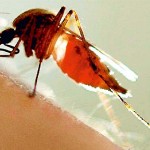 Dengue mosquito