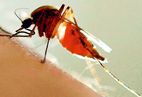Dengue mosquito