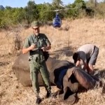 satellite_elephant_monitoring