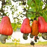 Mhoje_cashewnuts_photo_jpg