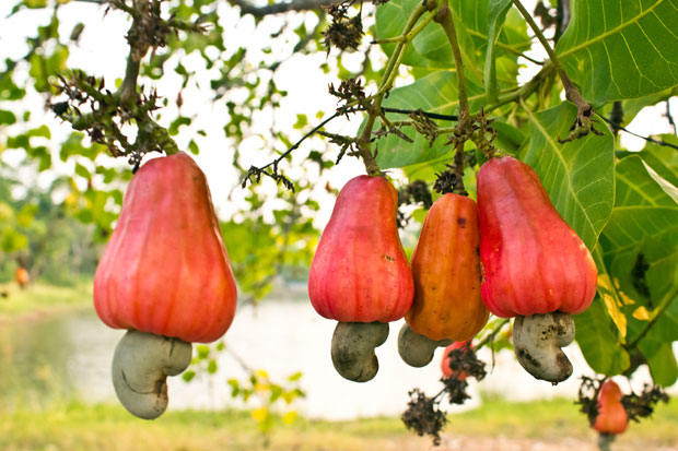 Mhoje_cashewnuts_photo_jpg