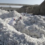Workers look for trash in newly harvested cotton at a processing plant in Aksu, Xinjiang Uighur Autonomous Region, December 1, 2015.   REUTERS/Dominique Patton