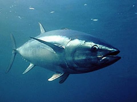 Mhoje_ematumfish1_photo_jpg
