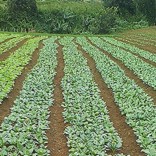 Mhoje_finagro1_photo_jpg