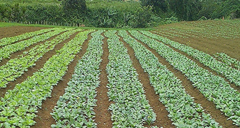 Mhoje_finagro1_photo_jpg