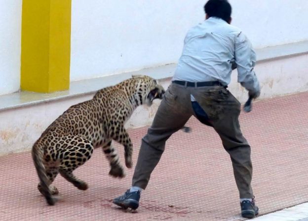 Mhoje_leopard_photo_jpg