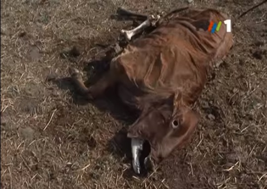 Mhoje_lostcattledroughtsmoz_photo_jpg