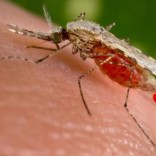 An Anopheles stephensi mosquito obtains a blood meal from a human host through its pointed proboscis in this undated handout photo obtained by Reuters November 23, 2015.    REUTERS/Jim Gathany/CDC/Handout via Reuters