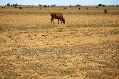 Cattle graze on a barren and parched land at a field in Hoopstad, a maize-producing district in the Free State province, South Africa, January 13, 2016.    REUTERS/Siphiwe Sibeko