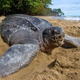 Mhoje_seaturtles_photo_jpg