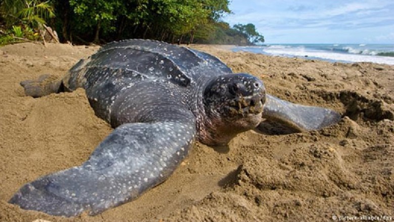 Mhoje_seaturtles_photo_jpg