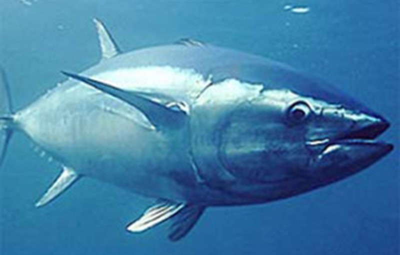 Mhoje_tunafish1_photo_jpg