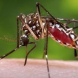 A female Aedes aegypti  mosquito is shown in this photograph released to Reuters on October 30, 2013.  REUTERS/James Gathany/CDC/Handout via Reuters