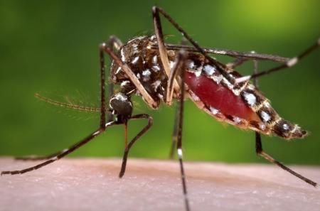 A female Aedes aegypti  mosquito is shown in this photograph released to Reuters on October 30, 2013.  REUTERS/James Gathany/CDC/Handout via Reuters