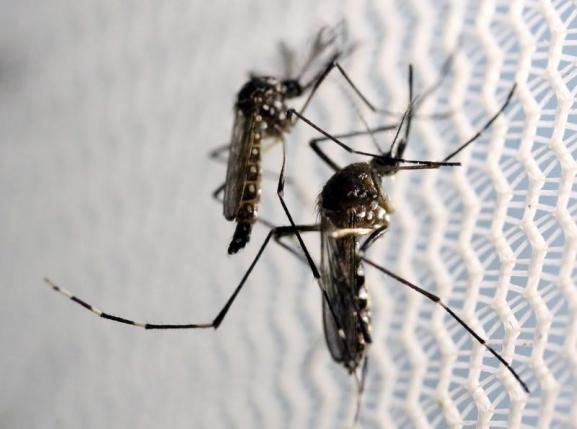 Aedes aegypti mosquitoes are seen inside Oxitec laboratory in Campinas, Brazil, February 2, 2016. REUTERS/Paulo Whitaker