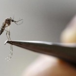 An Aedes Aegypti mosquito is seen in a lab of the International Training and Medical Research Training Center (CIDEIM) in Cali, Colombia February 2, 2016. REUTERS/Jaime Saldarriaga