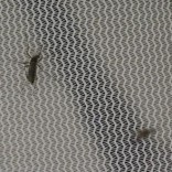 Aedes aegypti mosquitoes are seen inside the International Atomic Energy Agency's (IAEA) insect pest control laboratory in Seibersdorf, Austria, February 10, 2016.    REUTERS/Leonhard Foeger
