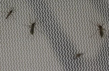 Aedes aegypti mosquitoes are seen inside the International Atomic Energy Agency's (IAEA) insect pest control laboratory in Seibersdorf, Austria, February 10, 2016.    REUTERS/Leonhard Foeger