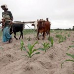 Communal farmers cultivate maize crops in Mvuma district, Masvingo, Zimbabwe, January 26, 2016.   REUTERS/Philimon Bulawayo