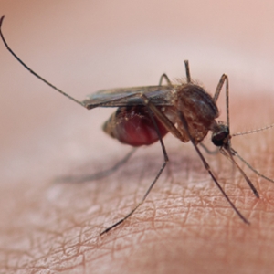 clubofmoz_04012015_malaria