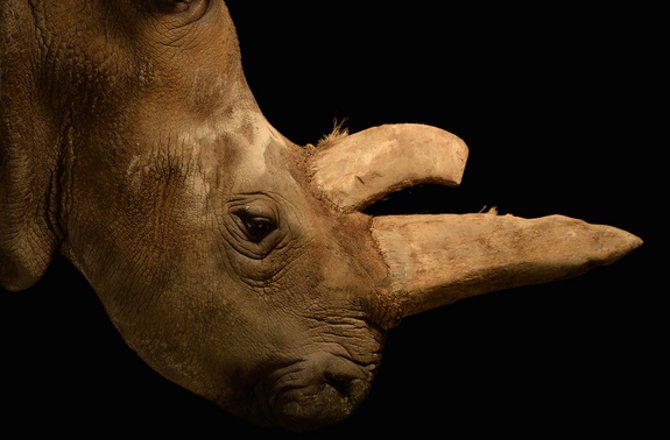 Portraits of Nabire, one of the last five northern white rhinos left on Earth. This is at the Dvur Kralove Zoo.

Helping today were keeper Jan and Jiri, the supervisor of the rhino barn.

Main contact is: Jan Stejskal
Vedoucí komunikace a mezinárodních projekt? /
Director of Communication and International Projects
ZOO Dv?r Králové
+420 608 009 072 | +420 499 311 231
jan.stejskal@zoodvurkralove.cz