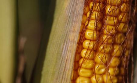 Kernels of corn are seen on a cob in a field in Pfulgriesheim near Strasbourg, France, September 8, 2015.   REUTERS/Vincent Kessler