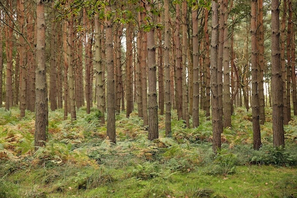 mhoje_forests_climate_change