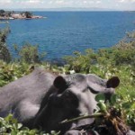 water_hyacinth_chokes_lake_kariba