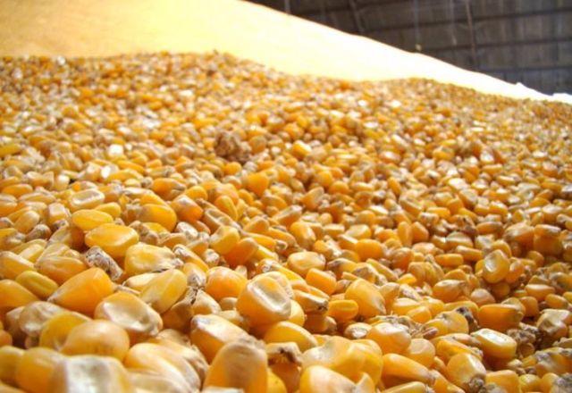 Mhje_corn_photo_jpg