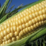 Mhoje-corn_photo_jpg