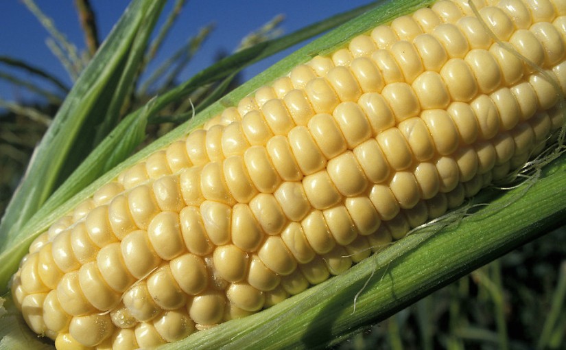 Mhoje-corn_photo_jpg