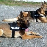 Mhoje_canineunits1_photo_-jpg