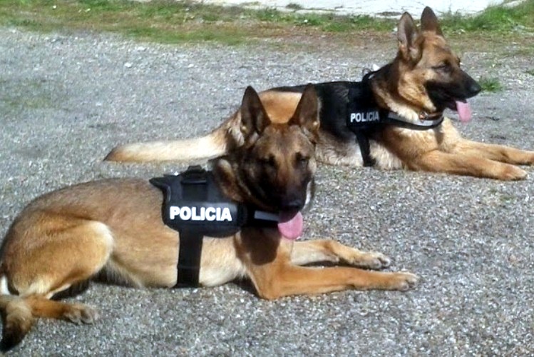 Mhoje_canineunits1_photo_-jpg
