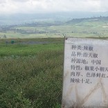 Mhoje_chinaafrica_poto_jpg