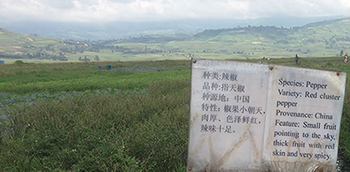 Mhoje_chinaafrica_poto_jpg