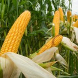 Mhoje_corn_photo_jpg