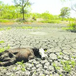 Mhoje_droughtsadc_photo_jpg