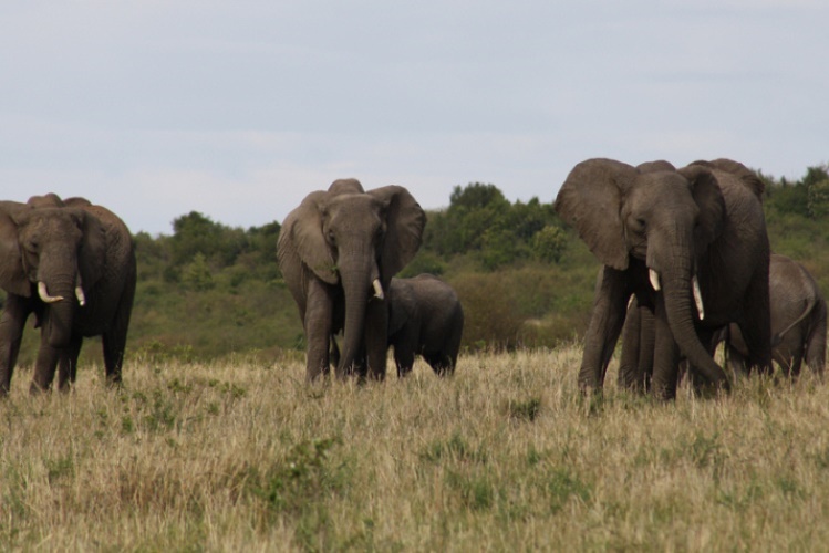 Mhoje_elephantsmoz_photo_jpg