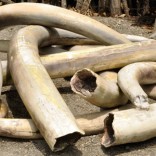 Mhoje_ivory_photo_jpg