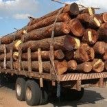 Mhoje_logging_photo_jpg