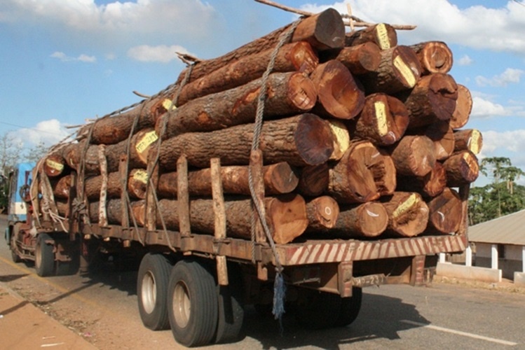 Mhoje_logging_photo_jpg