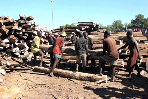 Mhoje_loggingnampula1_photo_jpg